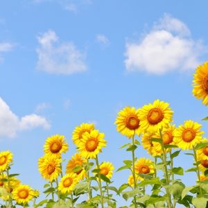 ひまわり